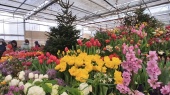 Крупнейшая в РФ зимняя выставка тюльпанов «Репетиция весны» откроется 23 февраля в «Аптекарском огороде»