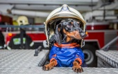 Бесценные специалисты: как работают собаки московских аварийно-спасательных отрядов