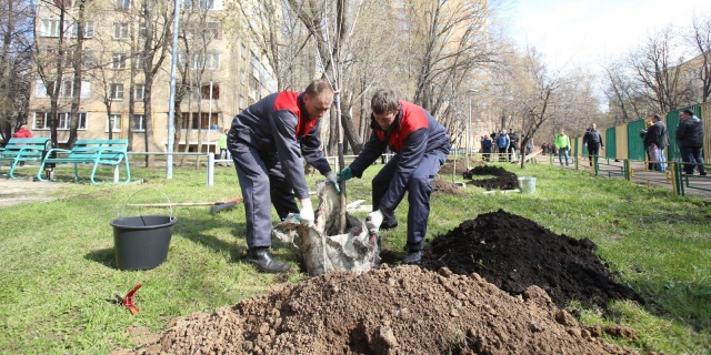 Акцию «Миллион деревьев» в очередной раз проведут в Москве