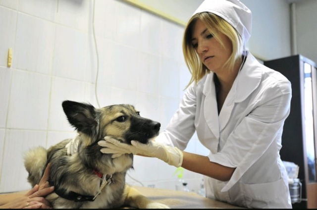 Программу бесплатной вакцинации домашних животных запустили в Москве