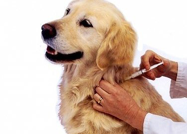 Плановая вакцинация домашних животных 31 марта в Жилом поселке №3, п. Спортбазы, д.Батыбино