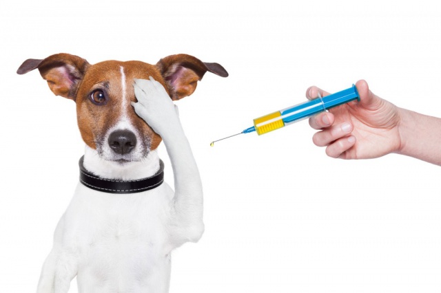 Вакцинация домашних животных: Выбери удобный формат!