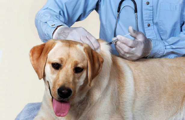 Организована работа дополнительных прививочных пунктов по вакцинации собак и кошек против бешенства на территории поселения Щаповское