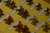 Научно-познавательную программу о бабочках проведут московским школьникам