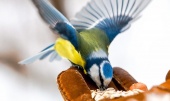 Орнитологи рассказали горожанам о правильном питании птиц в столице