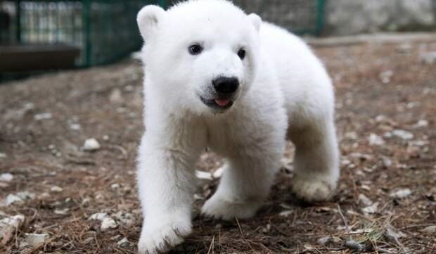 Московский зоопарк запустил в соцсетях конкурс по выбору имени для белой медведицы