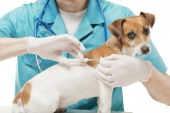 Плановая вакцинация домашних животных против бешенства 6 и 7 апреля 2023 года