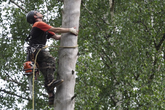 Специалисты Москвы провели санитарную обрезку 23 000 деревьев с начала 2019 года 