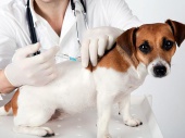 Вакцинация животных против бешенства