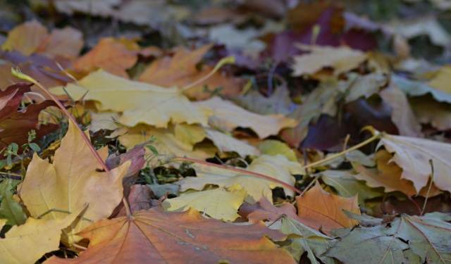 Где и как используют опавшую листву: москвичам рассказали о сезонной уборке 