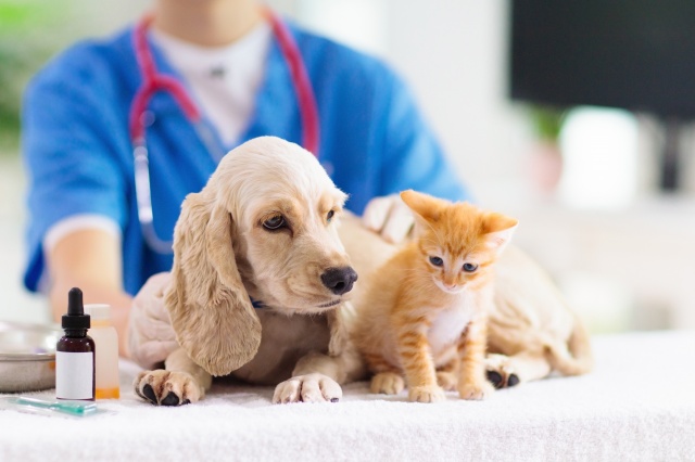 Москвичам порекомендовали вакцинировать домашних животных