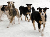 Сегодня в поселении Щаповское производят отлов бездомных собак