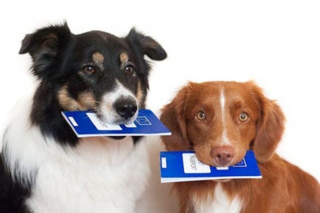 Пункты регистрации домашних животных на территории ТиНАО
