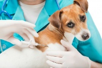 План – график проведения вакцинации против бешенства собак и кошек на прививочных пунктах в поселении Щаповское города Москвы в 2021 году