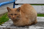 Волонтеры проекта «ЗооМониторинг» посчитают, сколько бездомных кошек в Москве