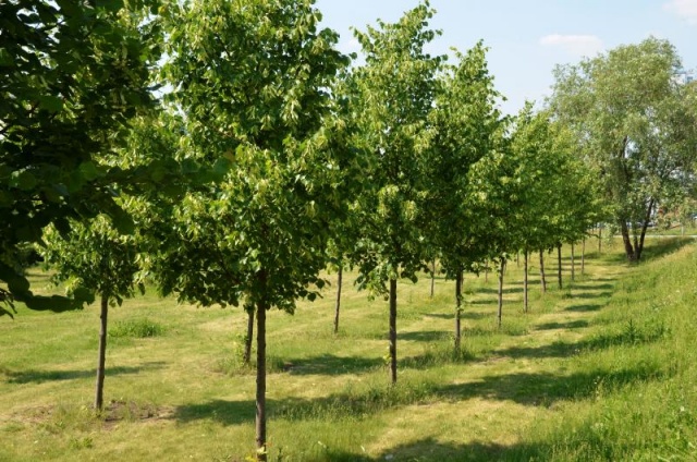Около двух тысяч родителей планируют посадить семейные деревья в Москве