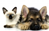  Вакцинация против бешенства для кошек и собак организовано в поселении Щаповское 14 сентября