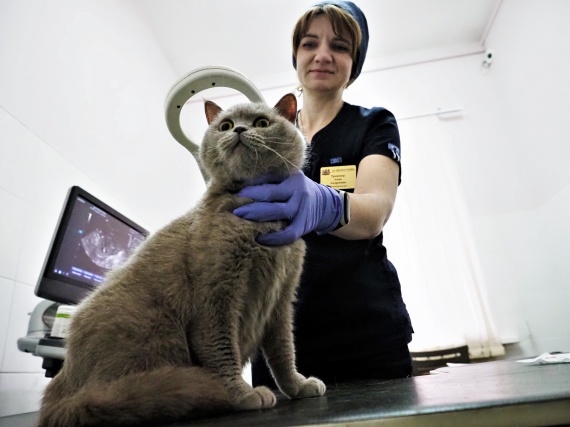 Бесплатную вакцинацию домашних животных проведут в Щаповском