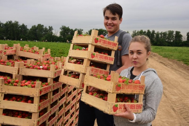 Москвичам рассказали о выборе качественных сезонных ягод