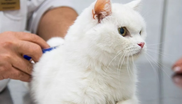 Вакцинацию домашних животных бесплатно организуют в Щаповском