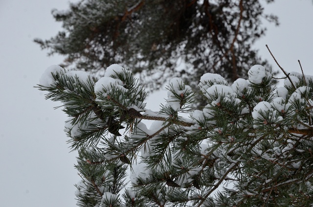 Москвичей ожидает теплая погода в начале декабря