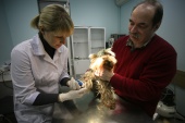 Сделать бесплатную вакцинацию животным можно в поселении Московский