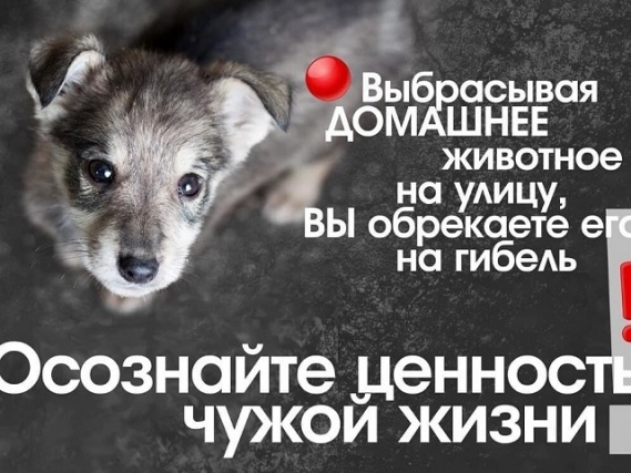 Россиянам запретили выбрасывать на улицу домашних животных 