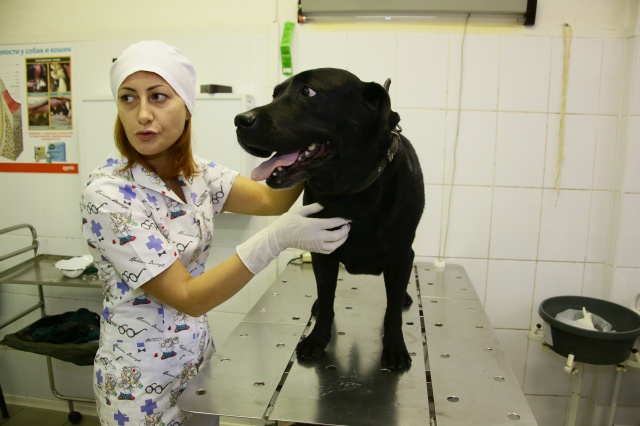 Вакцинацию домашних животных проведут в деревнях Русино и Троицкое