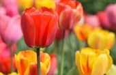 Праздник весны: в столичных теплицах вырастили более трех миллионов цветов
