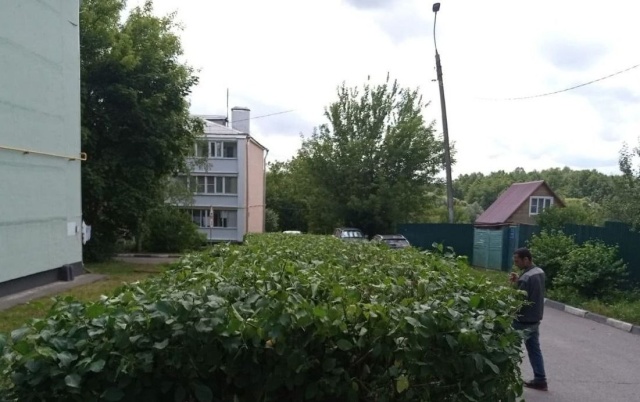Работы по санитарной обрезке деревьев начались в Щаповском